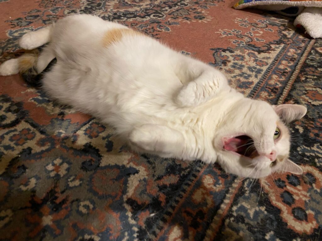 calico cat yawning