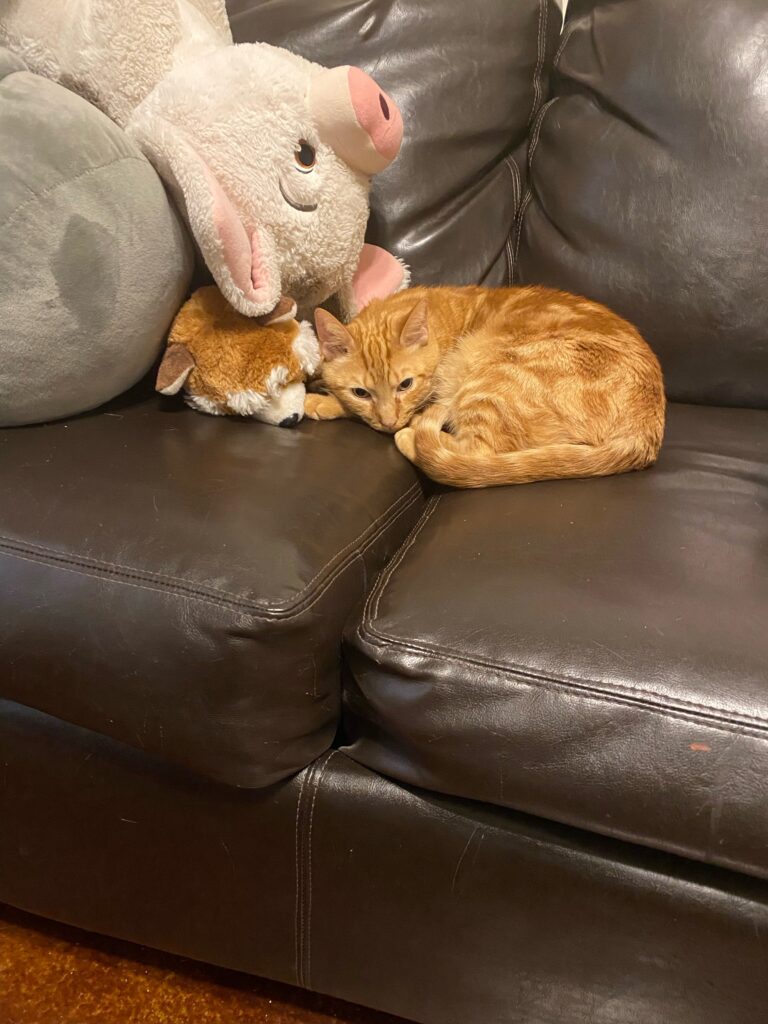 an orange cat curled up on a brown leather couch next to pillows