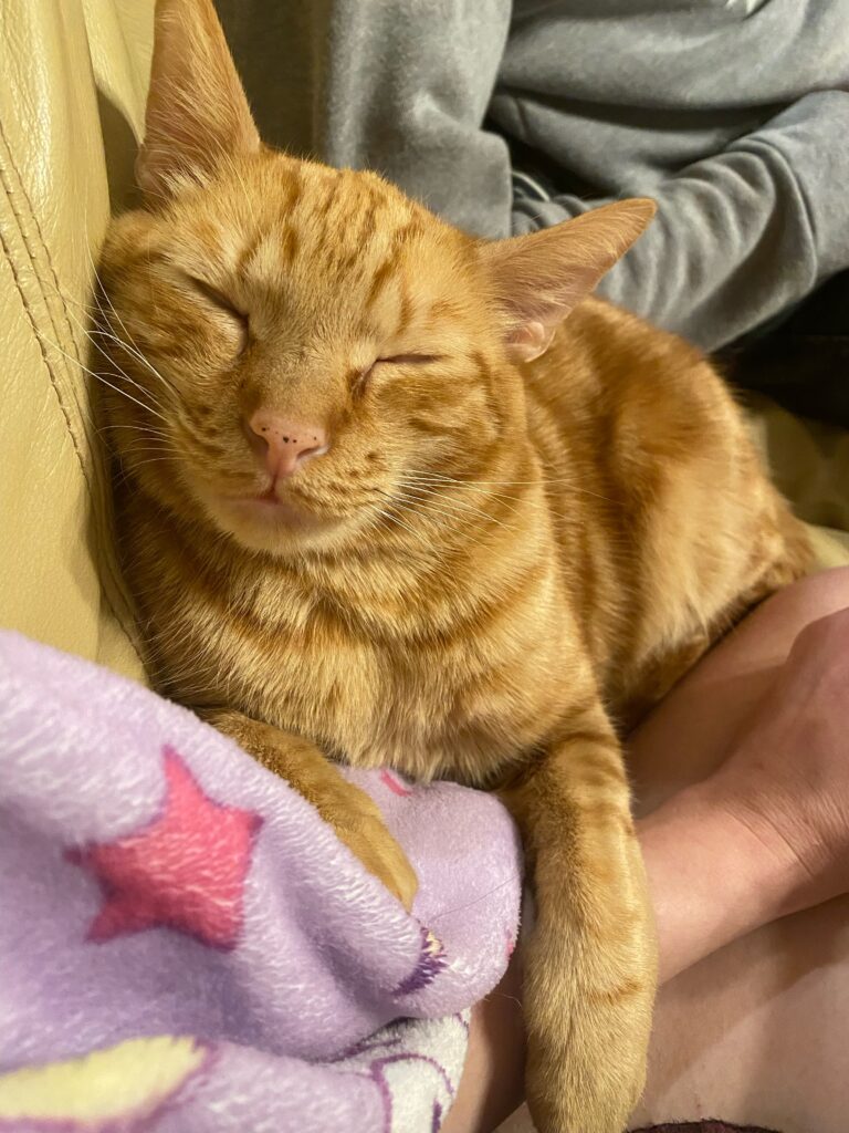 happy orange cat