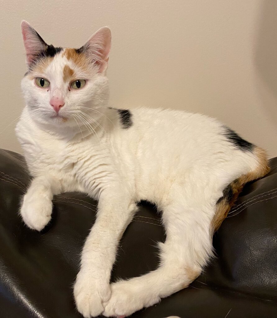 a white calico cat siting on top of a black couch