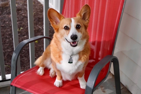 A photo of Dylan, the red and white Pembroke Welsh Corgi, sitting on a porch chair and smiling at the camera.