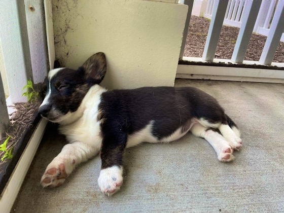 A photo of Gwen, a black and white Cardigan Welsh Corgi puppy, asleep on the porch