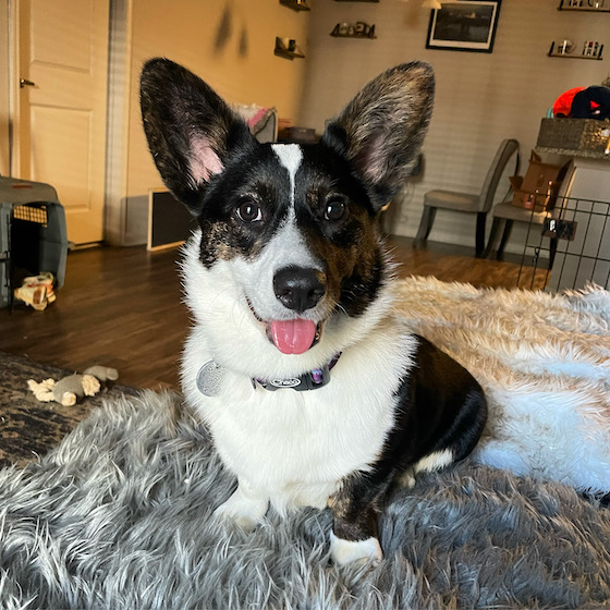 A photo of Gwen the Corgi with her tongue out, smiling