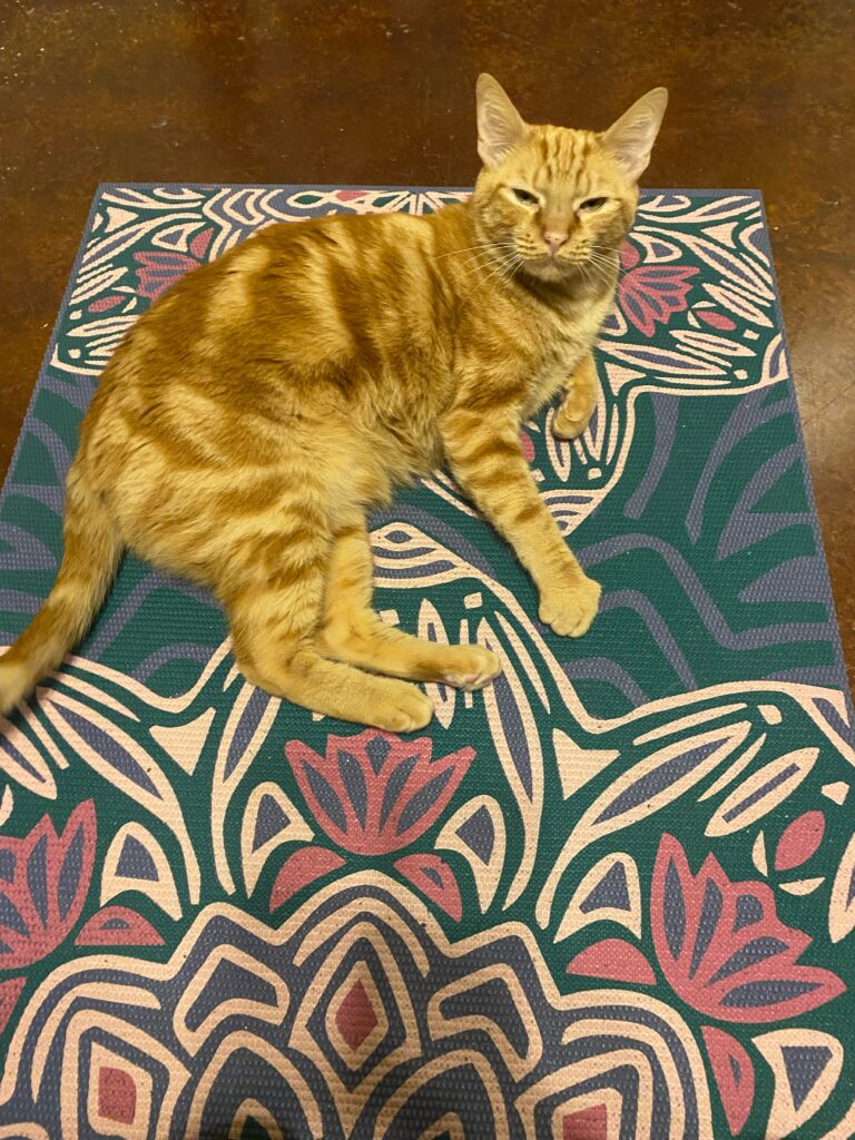 orange cat on yoga mat