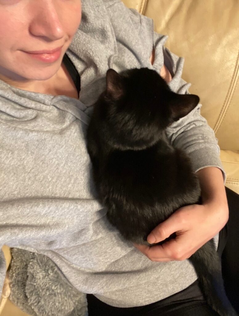 tiny black kitten cuddling