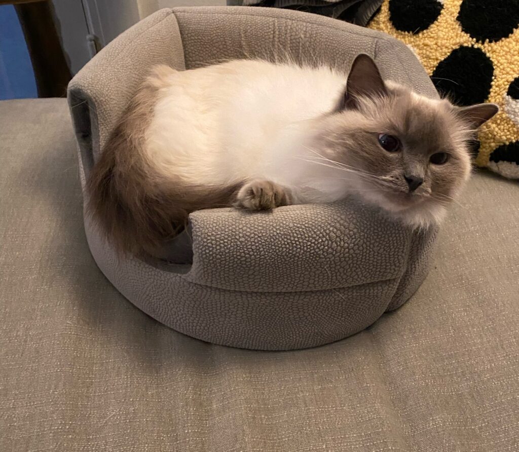 grey and white kitty in a cat bed