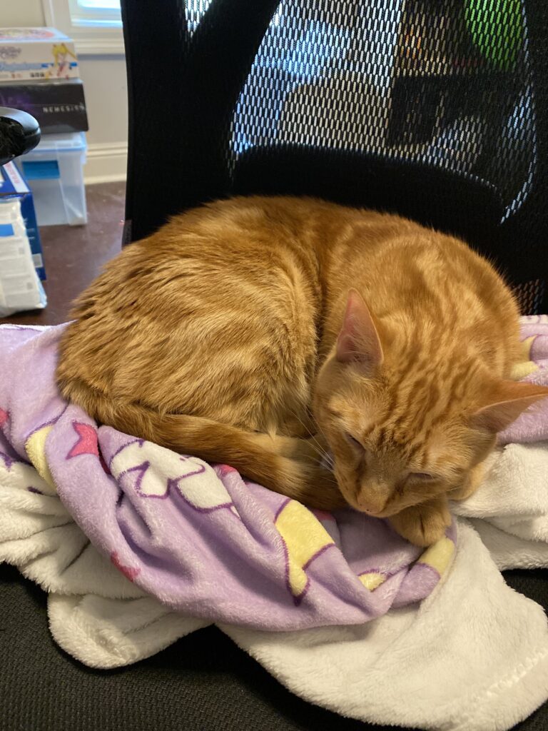 orange cat on a blanket