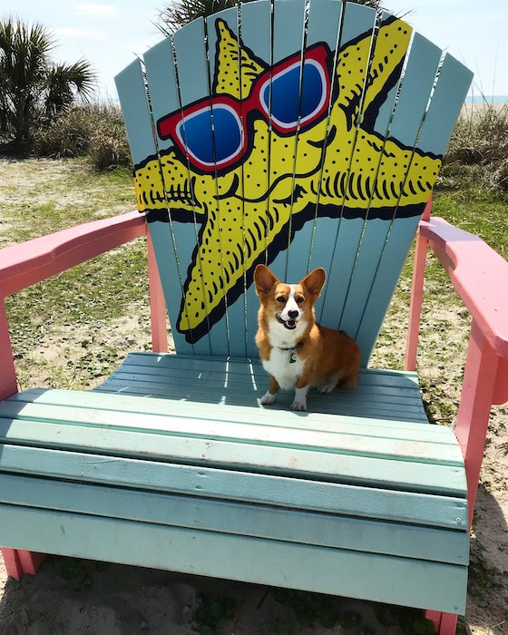 A photo of Dylan, a red and white Pembroke Welsh Corgi, sitting in a giant beach chair looking very proud of himself.