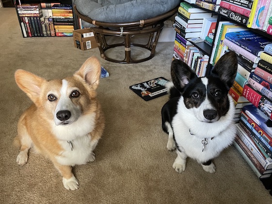 A photo of Dylan, a red and white Pembroke Welsh Corgi, and Gwen, a black and white Cardigan Welsh Corgi, sitting together in the library.