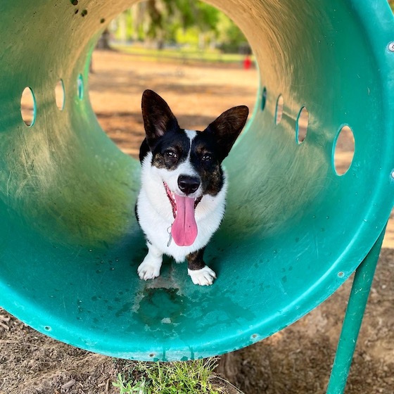 A photo of Gwen, a black and white Cardigan Welsh Corgi, standing in a green dog tunnel.