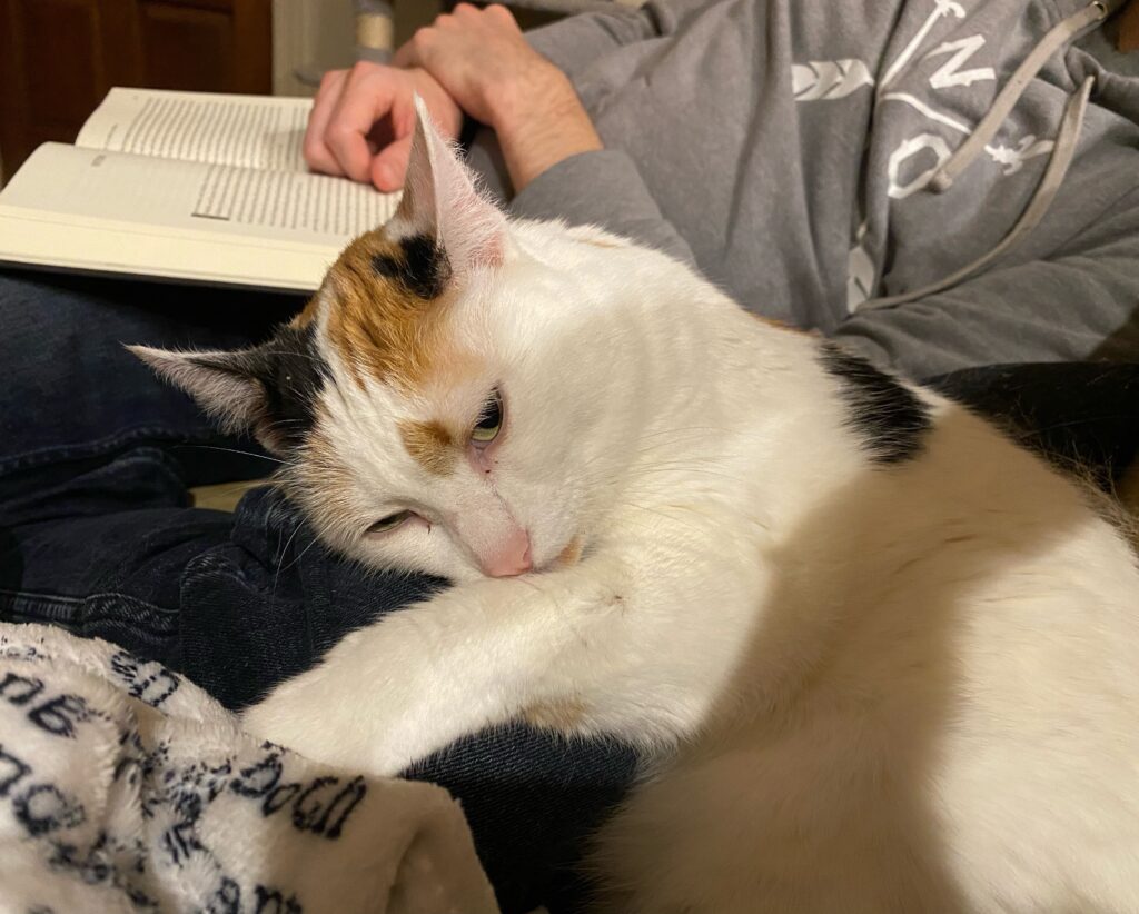 a white, brown, and black cat curled up on a couch next to someone reading