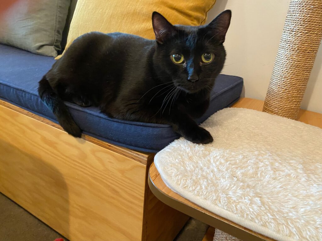 black cat by a table