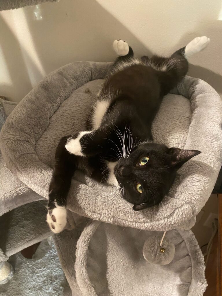 tuxedo cat relaxing in cat bed