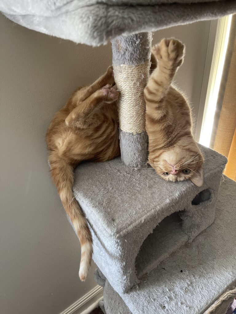 pole dancing orange cat on a cat tree