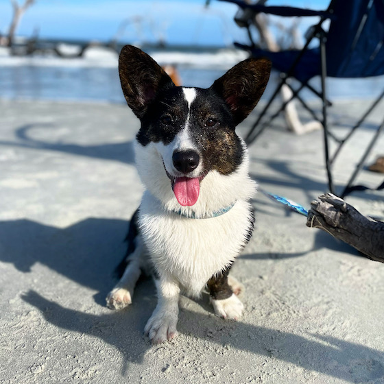 A photo of Gwenllian, the black and white Cardigan Welsh Corgi, sitting on the beach and smiling at the camera.