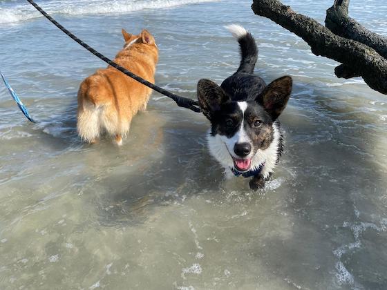 A photo of Gwen, a black and white Cardigan Welsh Corgi, standing in the water at the beach. Dylan, a red and white Pembroke Welsh Corgi, standing in the water and facing the other direction.