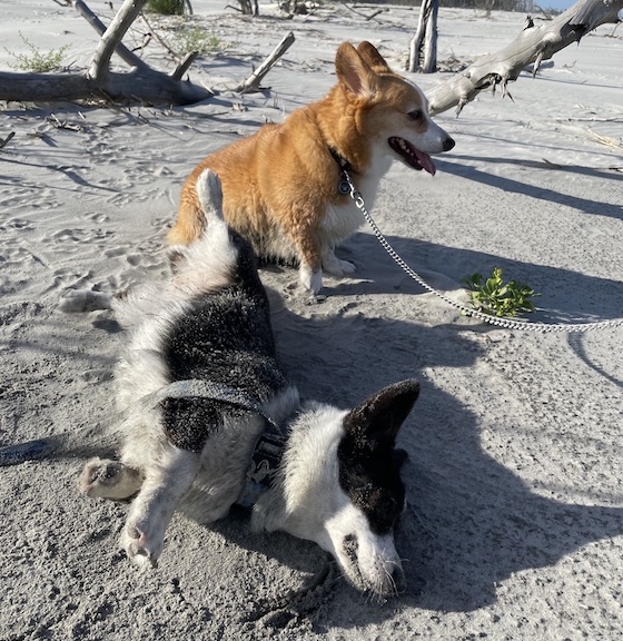 A photo of Dylan, a red and white Pembroke Welsh Corgi, and Gwen, a black and white Cardigan Welsh Corgi, rolling in the sand.