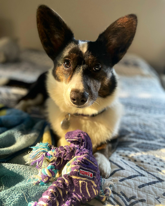 A photo of Gwen, a black and white Cardigan Welsh Corgi, sitting in a patch of golden sunlight while holding a purple elephant toy in her paws.