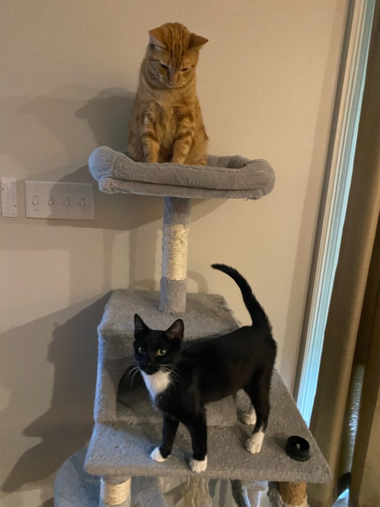 orange cat and tuxedo cat on cat tree