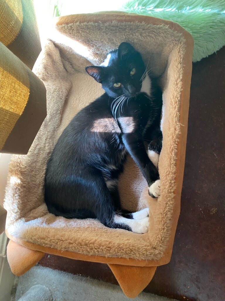 black and white cat in a bread basket cat bed