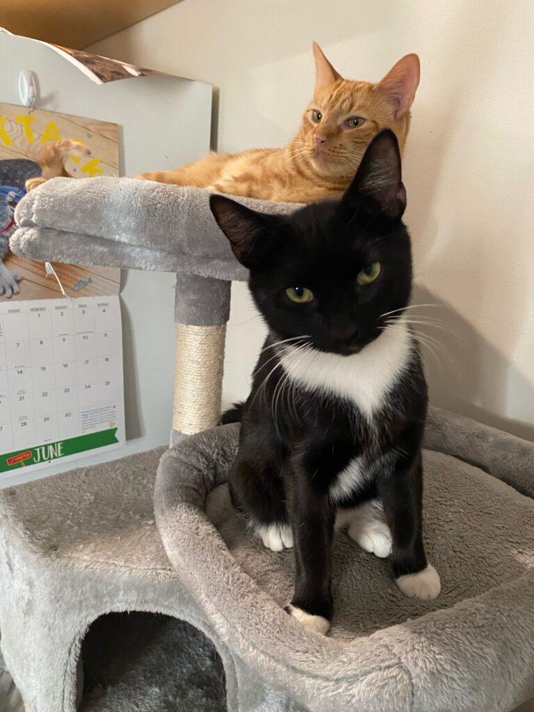 tuxedo cat and orange cat on a cat tree