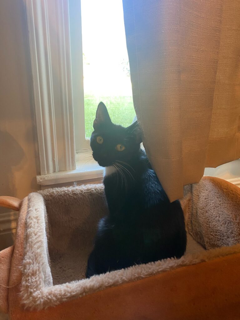 black cat in a window