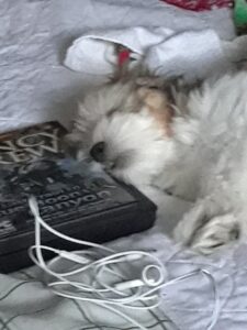 Slightly blurry author photo of a Havanese puppy sleeping with her nose on a copy of "Last Train to Blue Moon Canyon"