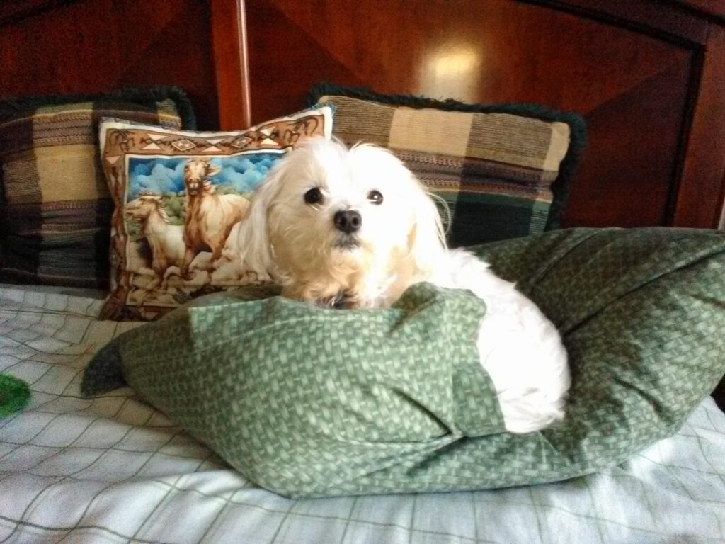 a photo of a small white dog perched on a green pillow