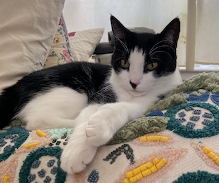 A black and white cat lying on a colorful pillow.