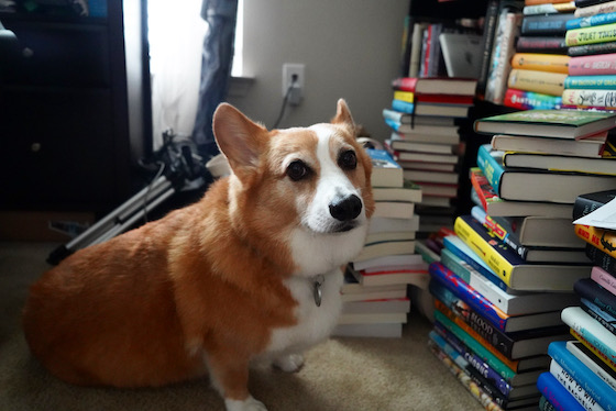 A photo of Dylan, a red and white Pembroke Welsh Corgi, sitting next to several tall book stacks that are all taller than him. He is look at you with the look of disappointment and judgement. After all, you could have bought more snacks instead of more books.