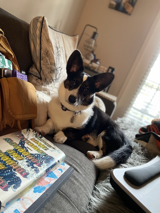 a photo of Gwen, the black and white cardigan welsh corgi, sitting on a couch surrounded by notebooks and books