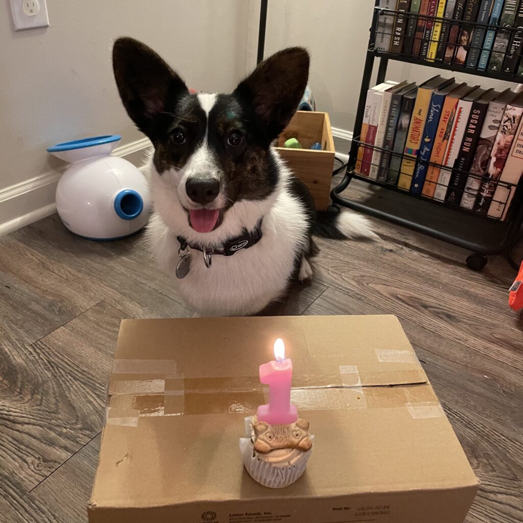 A photo of Gwenllian, the black and white Cardigan Welsh Corgi, sitting in front of boxes of her presents. A pupcake with a number one candle sits on the box filled with her presents.