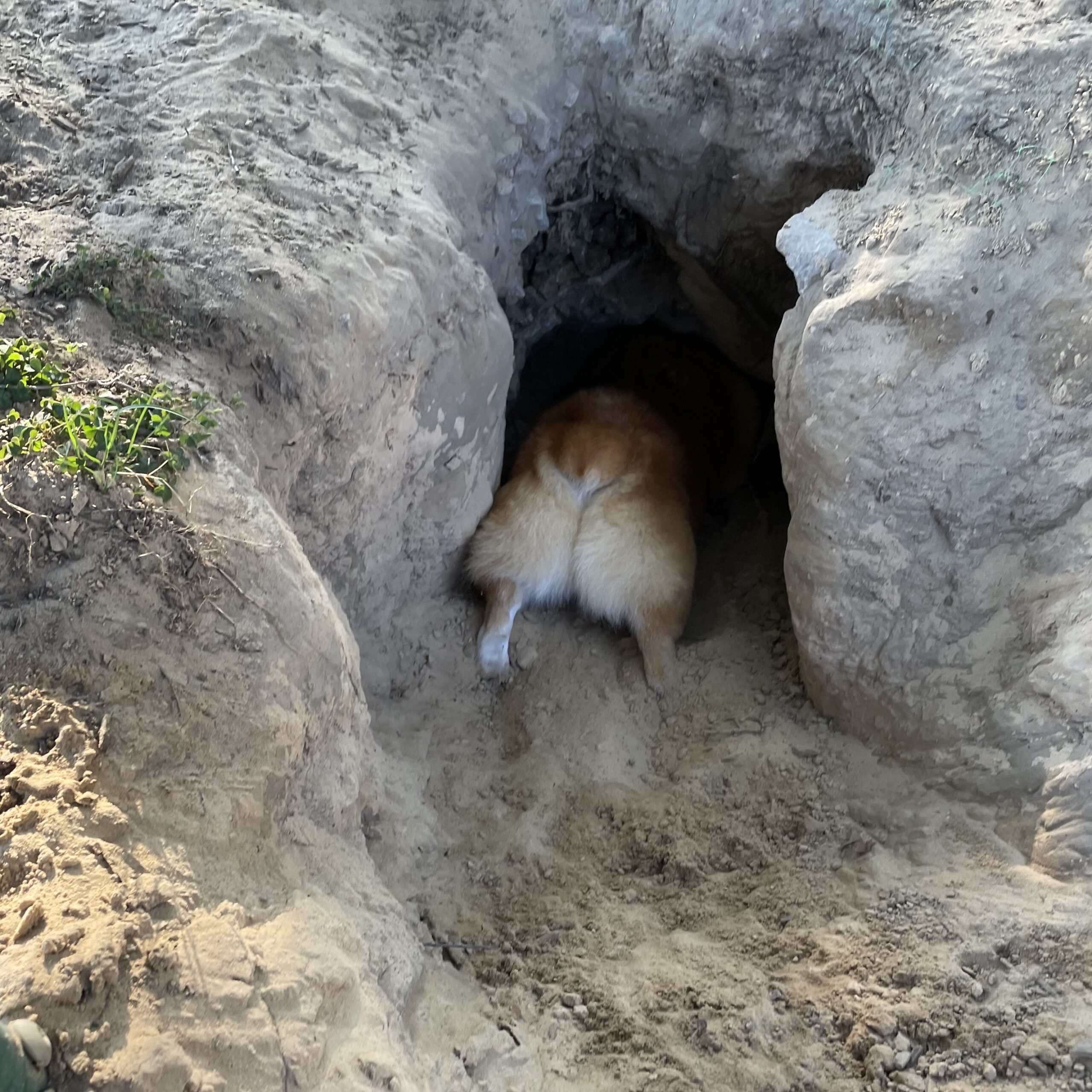 A photo of Dylan's red and white floofy butt sticking out of a dark hole.