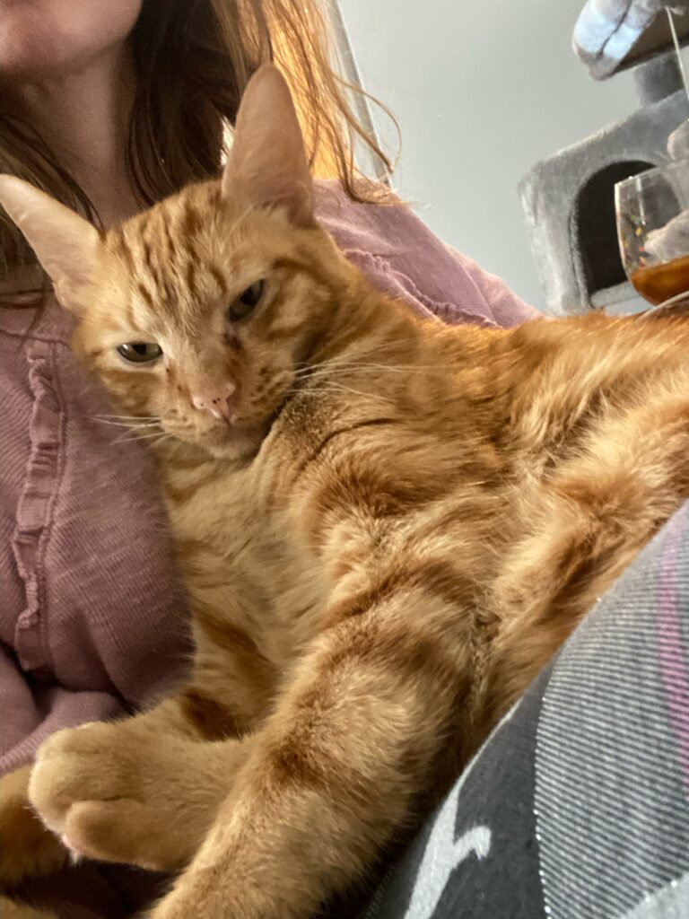 cuddling orange cat