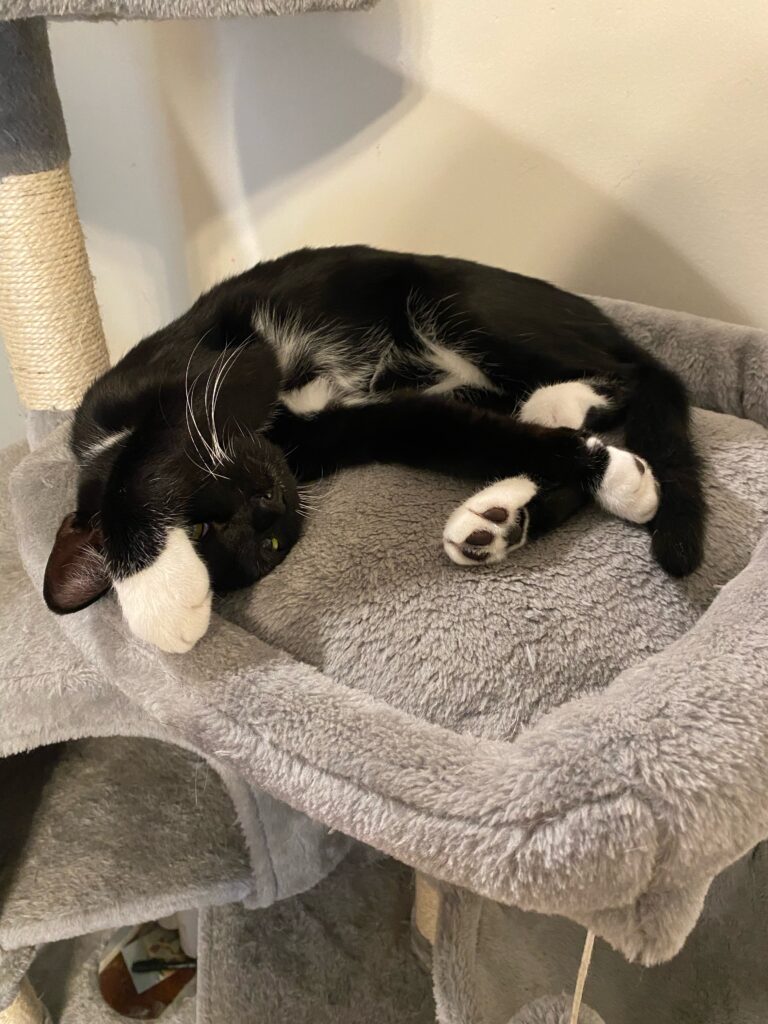 napping tuxedo cat