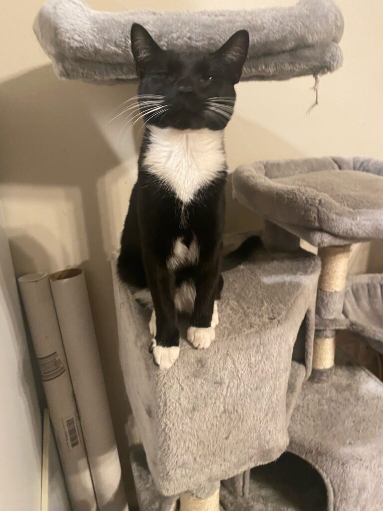 proud tuxedo cat on cat tree