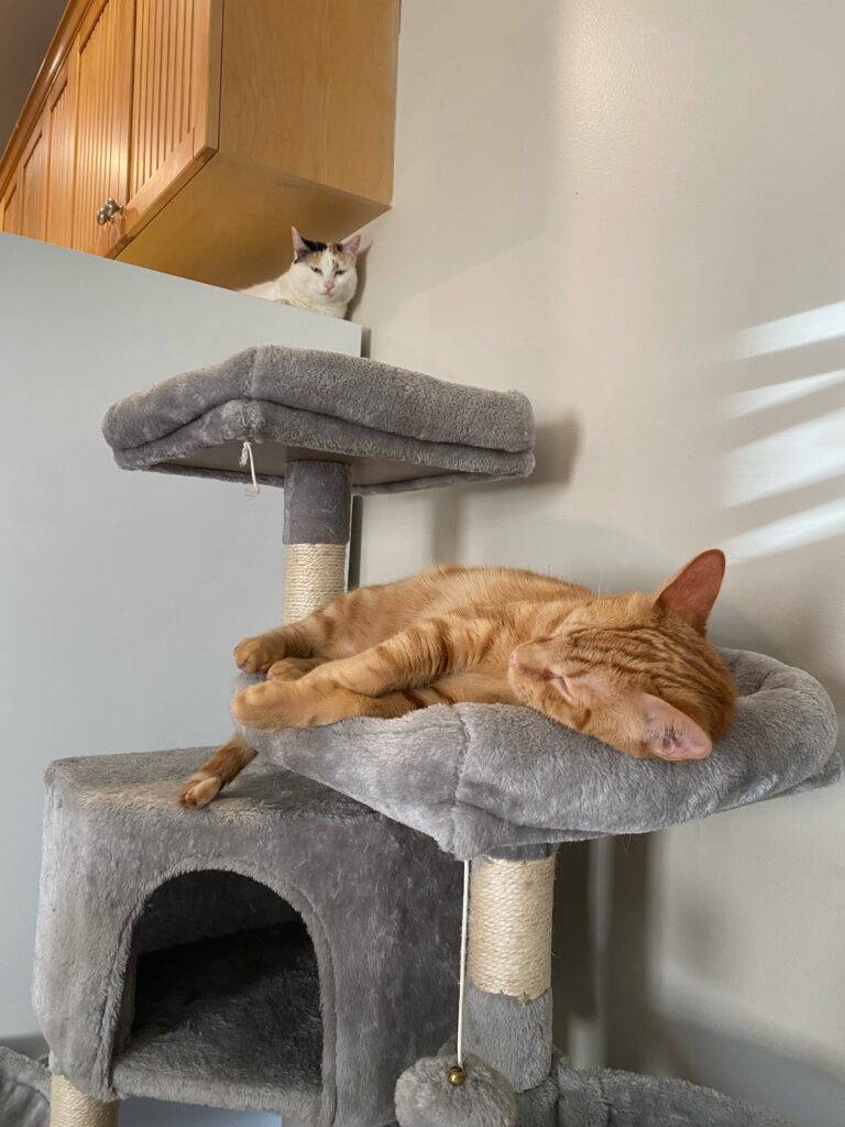 calico on fridge, orange cat on tree