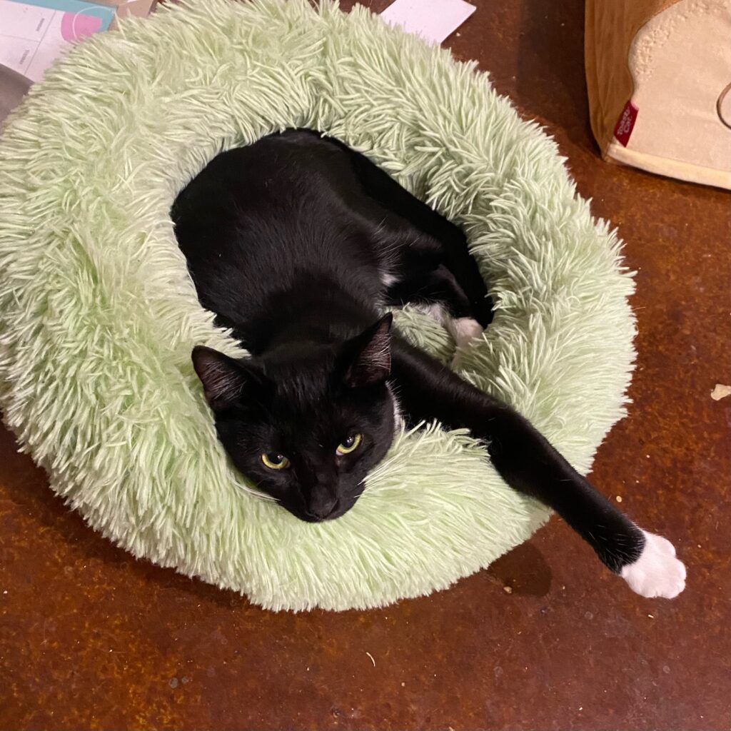 tired tuxedo cat on cat bed