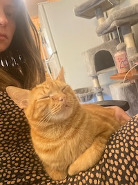 Cat on random person's lap