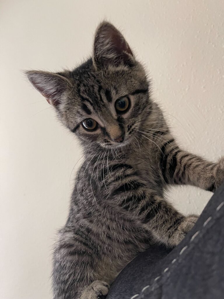 a tabby kitten sits up on the back of a couch looking alert and inquisitive