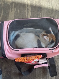 calico cat in pink cat carrier