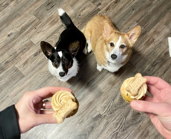 A photo of Gwen, a black and white Cardigan Welsh Corgi, and Dylan, and red and white Pembroke Welsh Corgi, staring up at two peanut butter pupcakes.
