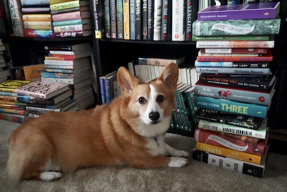 A photo of Dylan, a red and white Pembroke Welsh Corgi, sitting next to a stack of books taller than he is. He's a very ambitious reader.