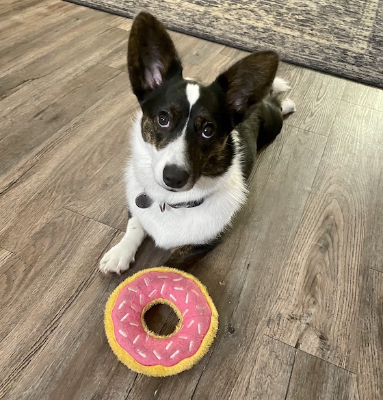 a photo of Gwen, a black and white Cardigan Welsh Corgis, sitting on the floor with her pink donut toy