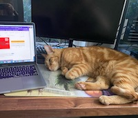 orange cat next to computer