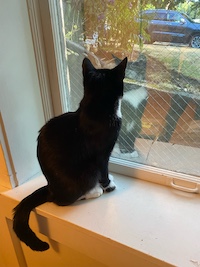 tuxedo cat looking out of the window