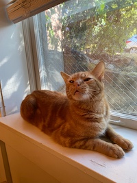 orange cat in window
