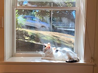 Calico cat in window