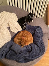 cats sleeping on chair with blankies