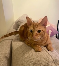 orange cat on a couch